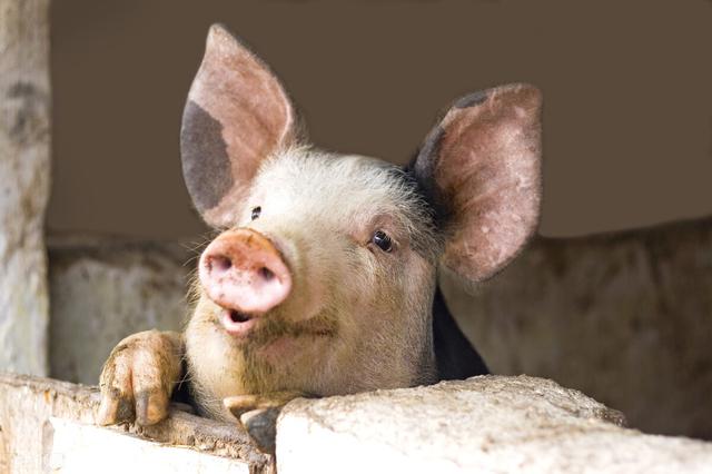 现在养猪的成本和利润大概是多少,养猪成本与利润是多少最新(1)