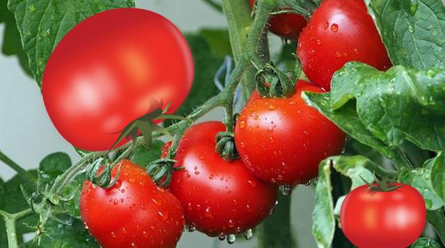 西红柿留种子方法,西红柿自己如何留种子(1)