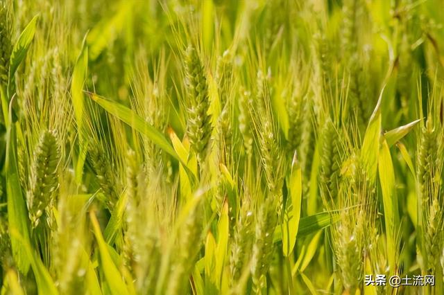 黑龙江冬小麦种植时间,黑龙江省小麦播种时间(3)