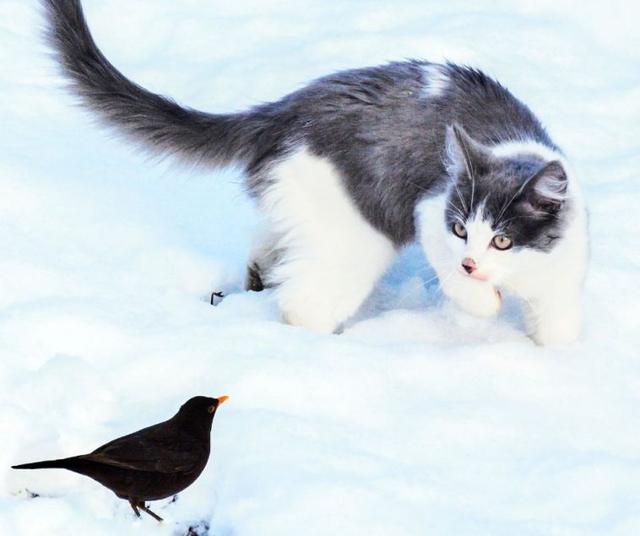 怎样培养猫咪不吃自己养的鸽子,(1)