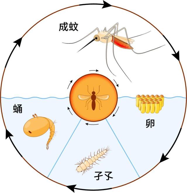 高层蚊子多怎么解决,高层蚊子是怎么来的(3)
