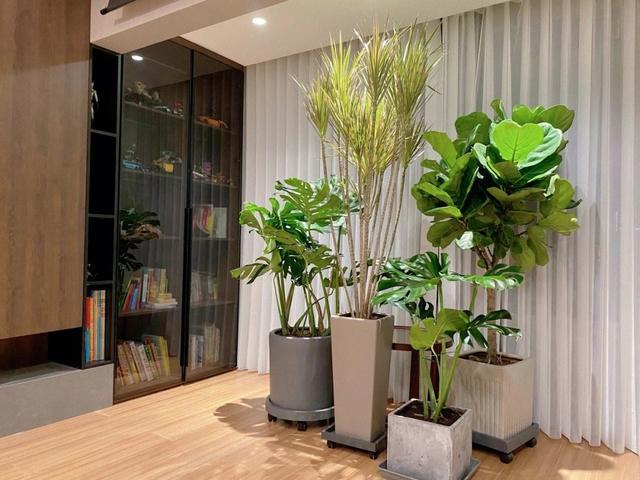 最适合客厅的十大植物,客厅放龙须树好不好(1)