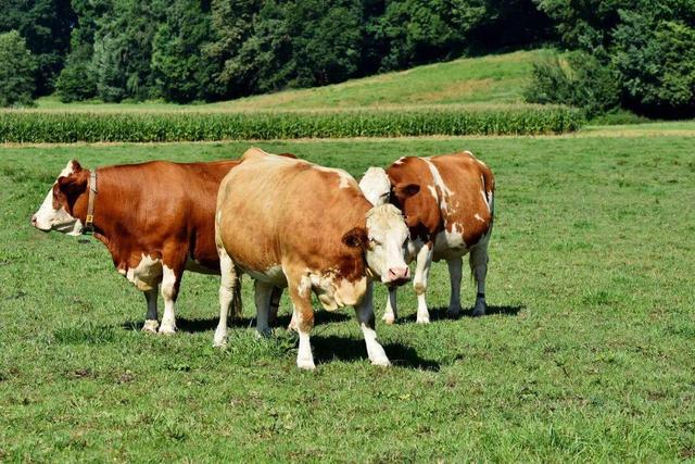 牛的营养方式和生活方式,病毒的营养方式和生活方式是(1)