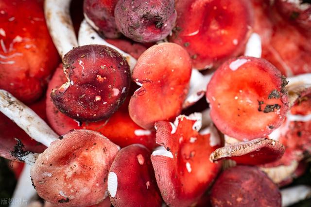 红菇的食用方法及禁忌,红菇相克食物(3)