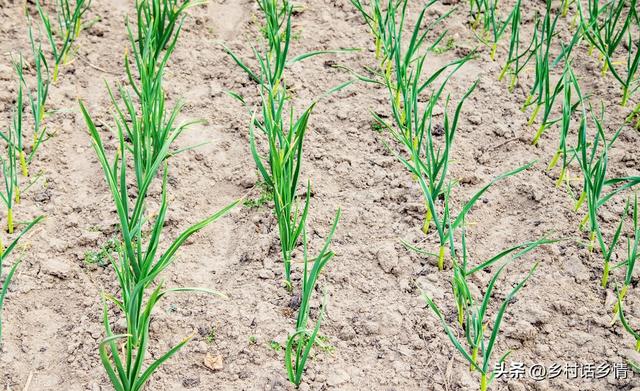 大蒜种植时间和大蒜早期施肥方法,大蒜的种植技术和施肥管理(4)