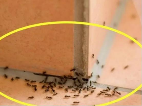 榻榻米有蚂蚁怎么彻底消除,榻榻米好多蚂蚁原因(1)