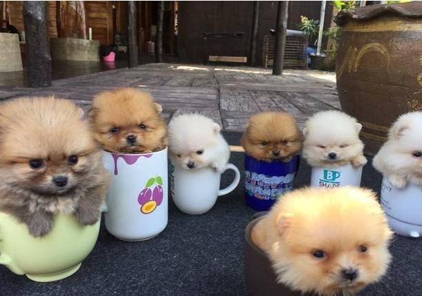 茶杯犬最便宜的价格,茶杯犬淘宝上便宜的是不是真的(1)