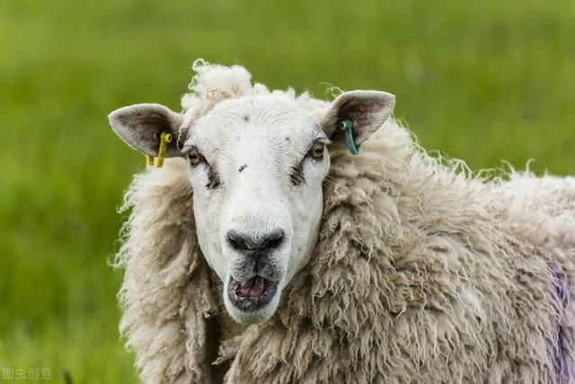 一只羊一天吃多少草料,30-40斤羊苗价格(2)