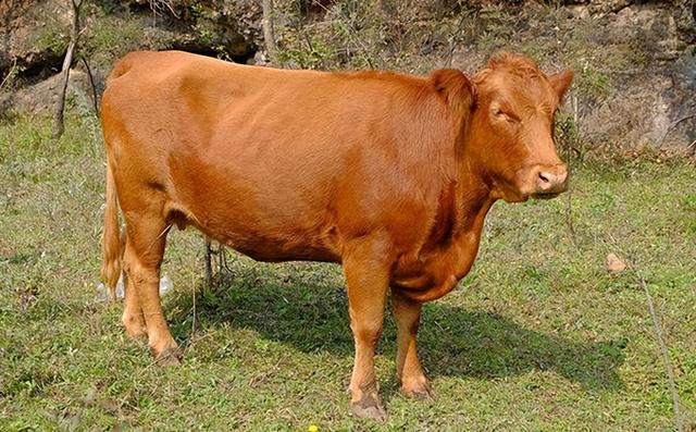 玉米地里的草能喂牛吗,发霉的草料发酵处理后还能喂牛吗(1)