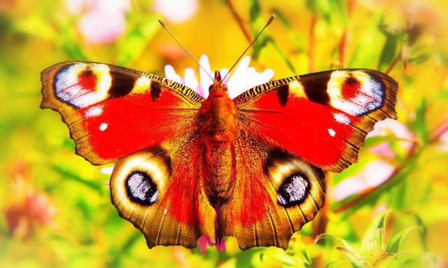 八月蝴蝶来指什么生肖,蝴蝶代表十二生肖中的哪个生肖(4)
