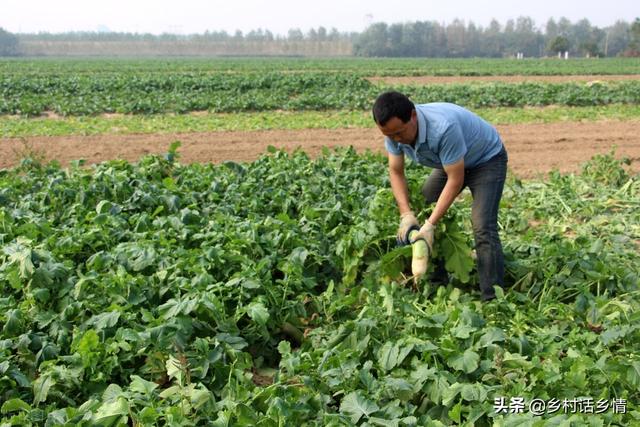 什么时候种大白菜中原地区,华北啥时候种大白菜(1)