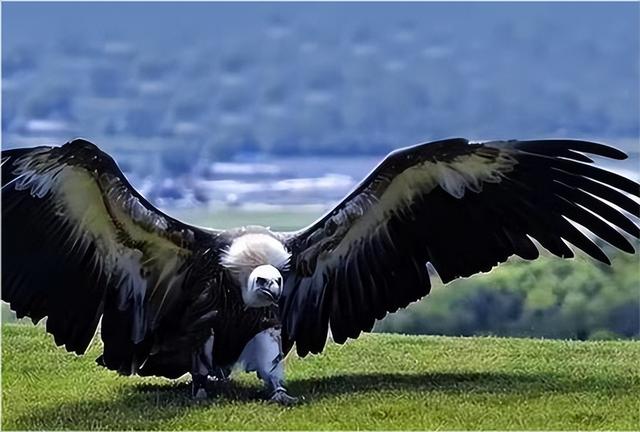 现存最大的老鹰,世界上最大的十种老鹰(2)