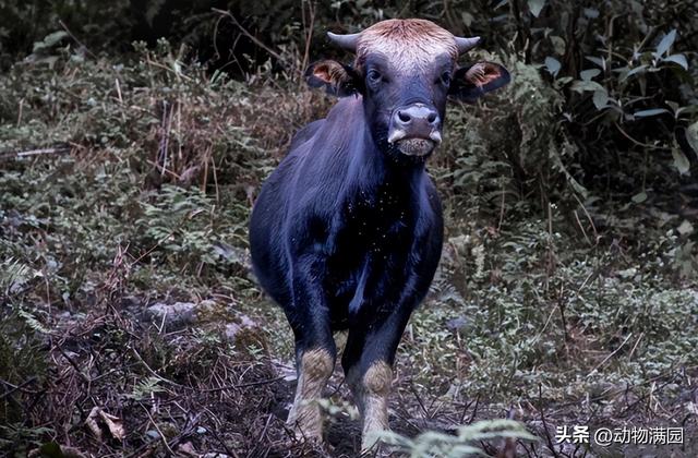 牛的外貌特征,牛的外形特征和生活习性(3)