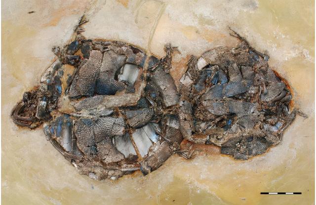 乌龟演变成化石的条件,乌龟的化石是怎么变成的(5)