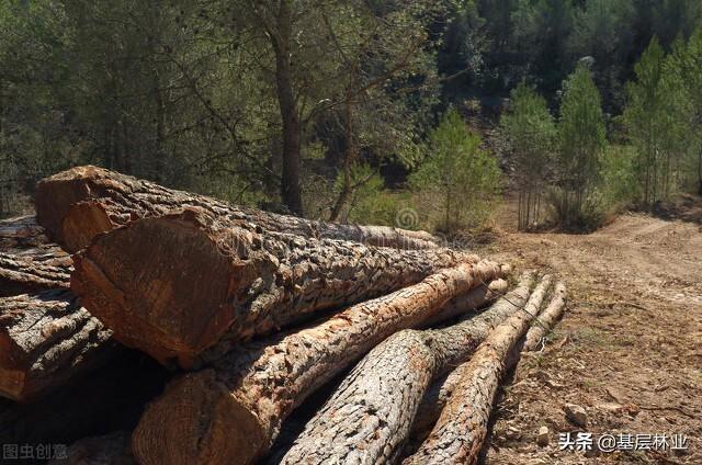 农村的树被盗伐谁负责,盗伐自己承包地上的大树怎么处理(2)