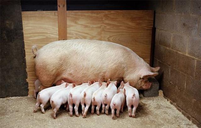 经产母猪为什么咬小猪,母猪生产小猪咬小猪什么原因(1)