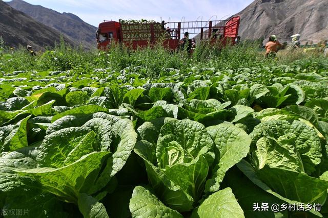 什么时候种大白菜中原地区,华北啥时候种大白菜(4)