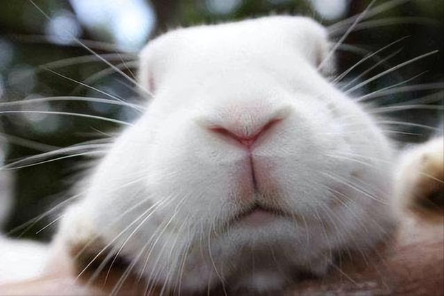 兔子流鼻涕打喷嚏怎么治疗,兔子打喷嚏流鼻涕用什么药(3)