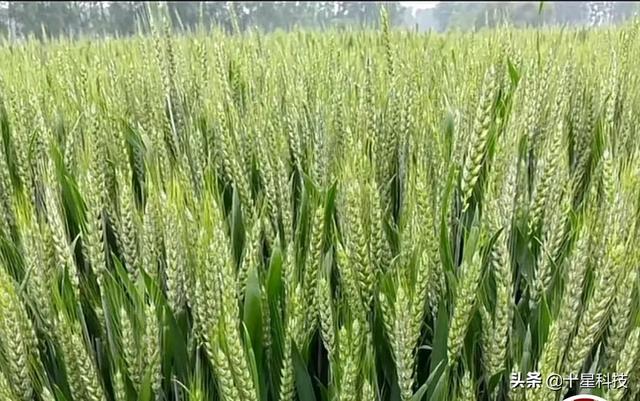 山农981小麦品种亩产,山农981小麦品种简介(3)