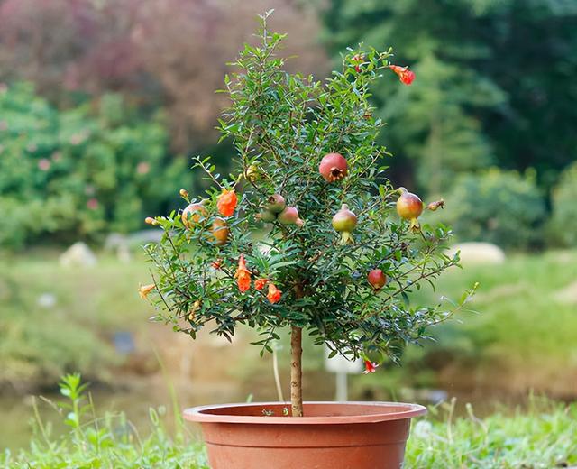 什么葡萄树适合盆栽,盆栽葡萄树的养护方法和技巧(3)