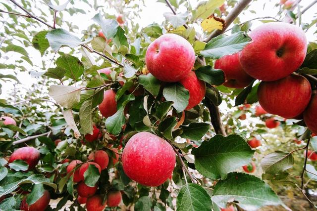 苹果的种植与生长介绍,(3)