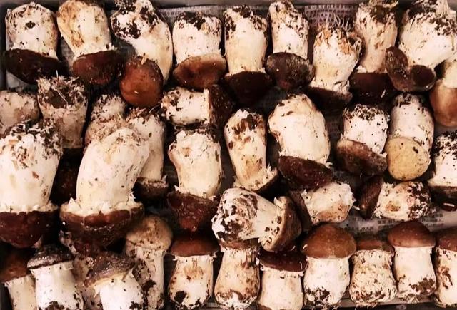 赤松茸种植时间和方法,大球盖菇多少钱一斤(6)