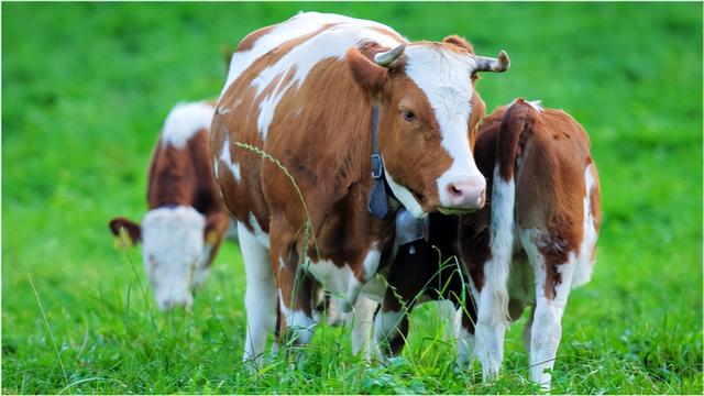 犊牛缺钙有哪些症状,小牛缺钙的症状(3)