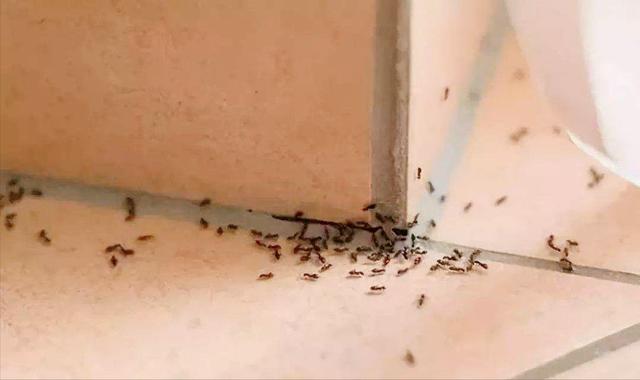 快速除蚂蚁的方法,怎么除蚂蚁最快最有效方法(4)