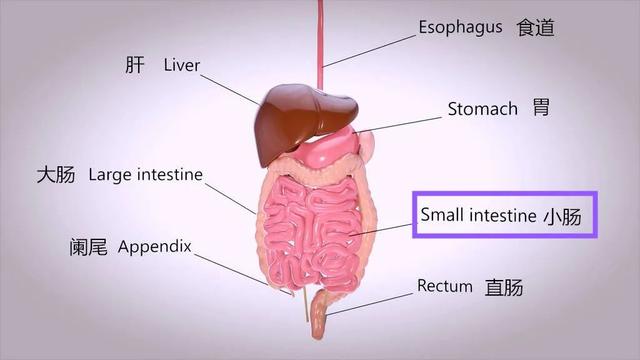 肠道不好的十种表现,肠道不好有什么前兆(3)