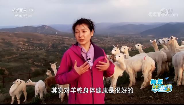 养羊驼的经济效益,最紧缺养殖业羊驼养殖成本和利润(1)