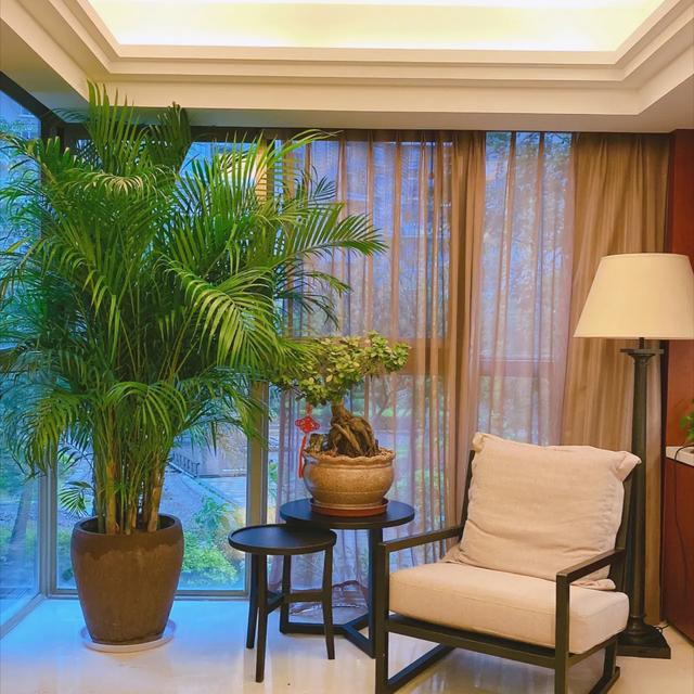 客厅上档次绿植,客厅适合摆放的十大植物(3)