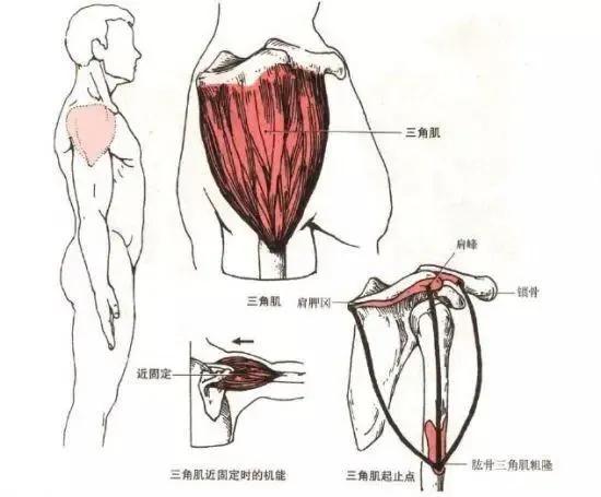 三角肌位置图片,肩膀疼痛的治疗方法(2)