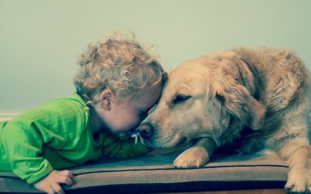 家里有儿童适合养哪种狗,家里有顽皮的小孩适合养什么狗(4)