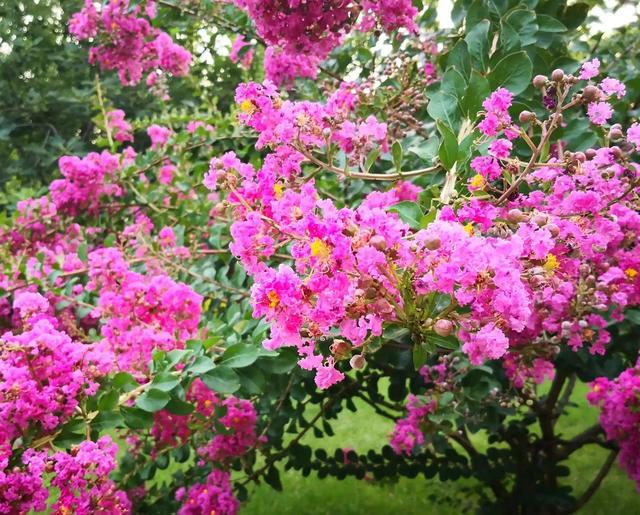 达州市市花是哪些树,四川达州什么树最出名(4)