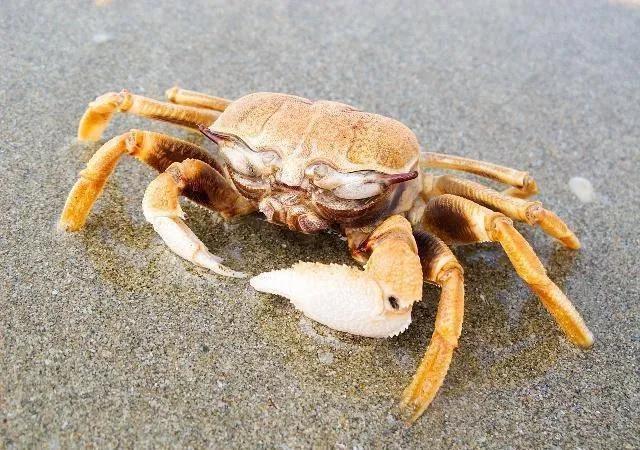 螃蟹适合男人吃还是女人吃,吃螃蟹对男人的好处与坏处(3)