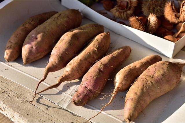 木薯和红薯哪个好,红薯和木薯的区别(3)