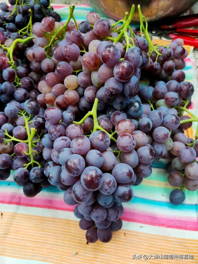6月底7月初成熟的葡萄品种,葡萄最新品种产量高易管理(3)