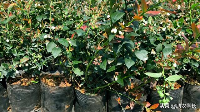 蓝莓树苗的种植方法和注意事项,蓝莓树苗用什么土可以种植(4)