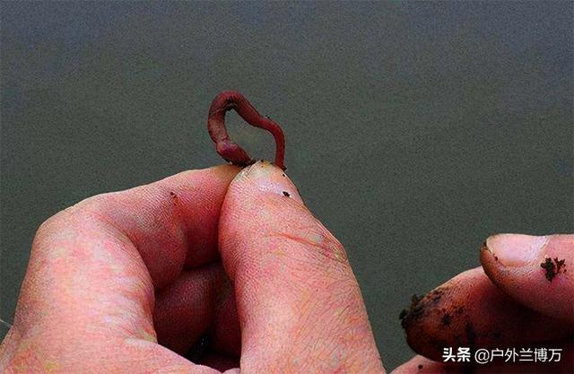 钓鱼的蚯蚓是挖的好还是买的好,钓鱼用大蚯蚓好还是小的好(3)