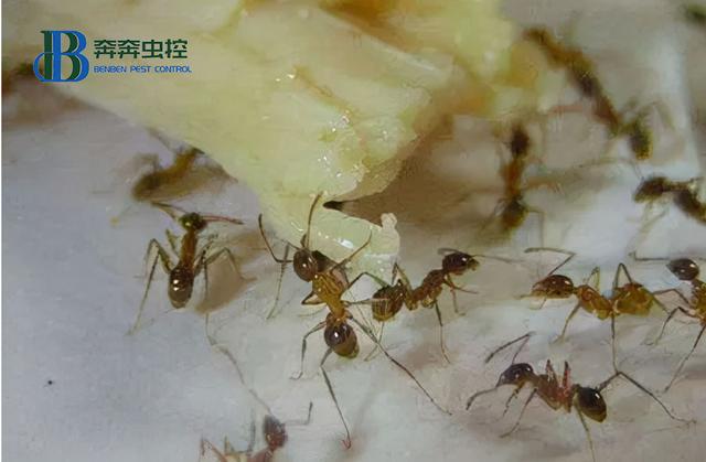 屋里有蚂蚁怎么能灭掉,家里床上有蚂蚁怎么能彻底消灭(1)