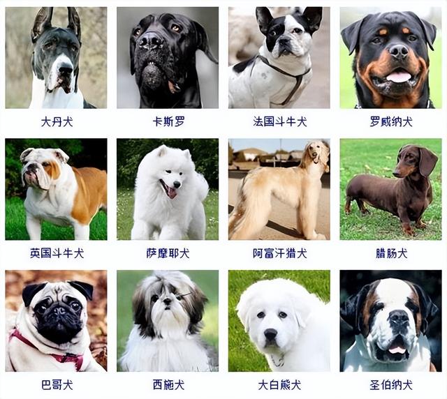宠物狗品种大全价格表,宠物狗品种及价格表图片(3)