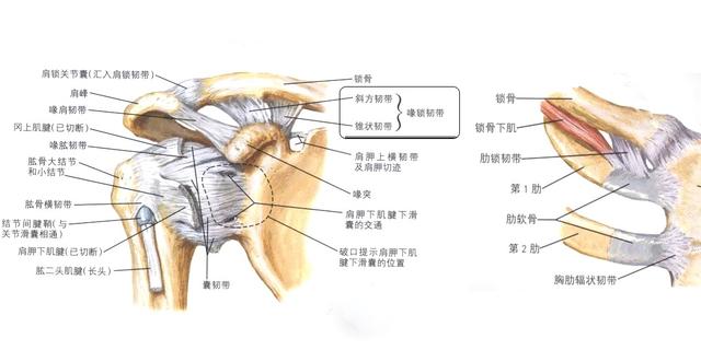 右锁骨远端骨折严重吗,锁骨远端骨折能恢复正常吗(4)