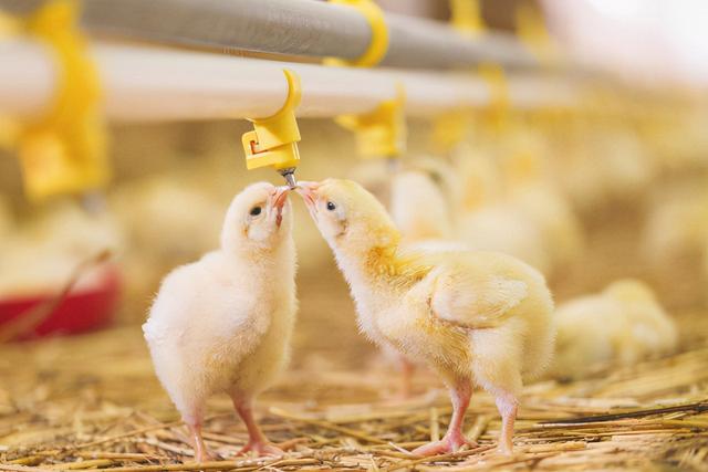 鸡的养殖方法和技术要领,(1)