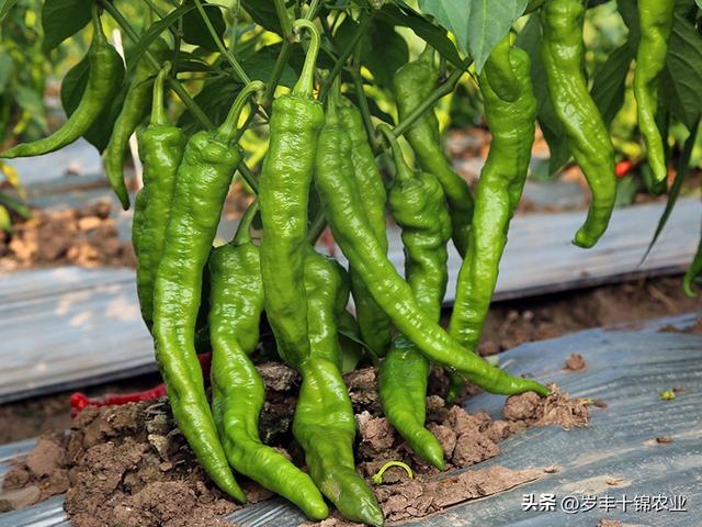 青椒种植技术图解,青椒种植方法全过程(5)