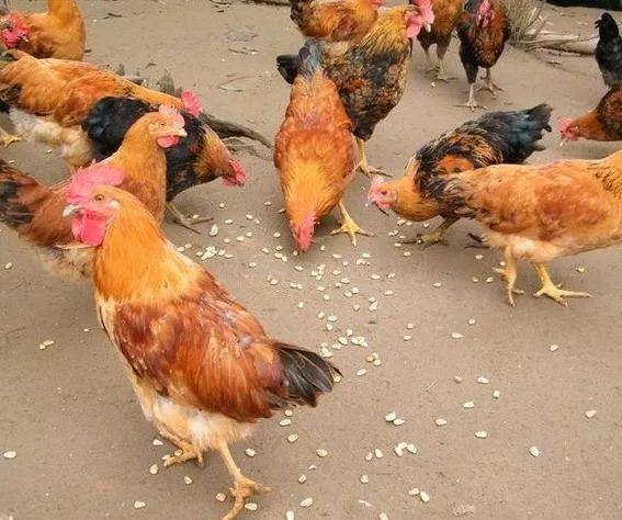玉米喂鸡加什么菜长肉快,玉米为什么要泡水喂鸡(2)