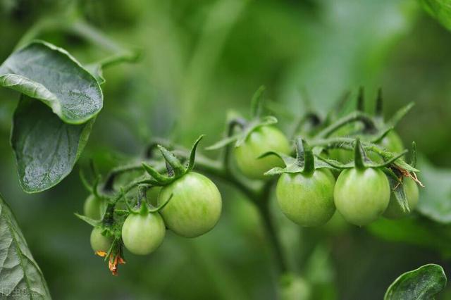 什么时候播种秋西红柿,西红柿北方六月份播种还能成熟吗(3)
