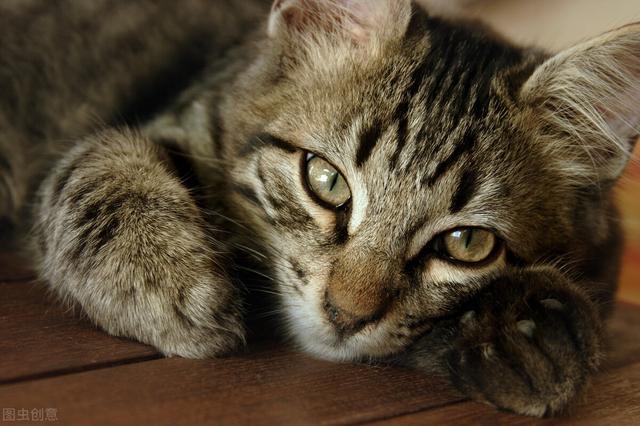 怎么区分猫瘟和肠胃炎,猫肠胃炎快死的征兆(1)
