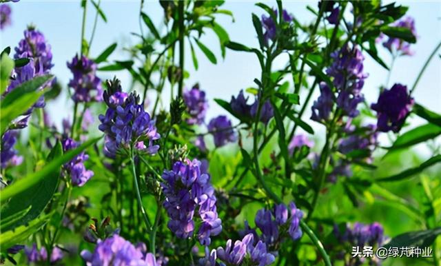 紫花苜蓿缺点,苜蓿草图片(2)