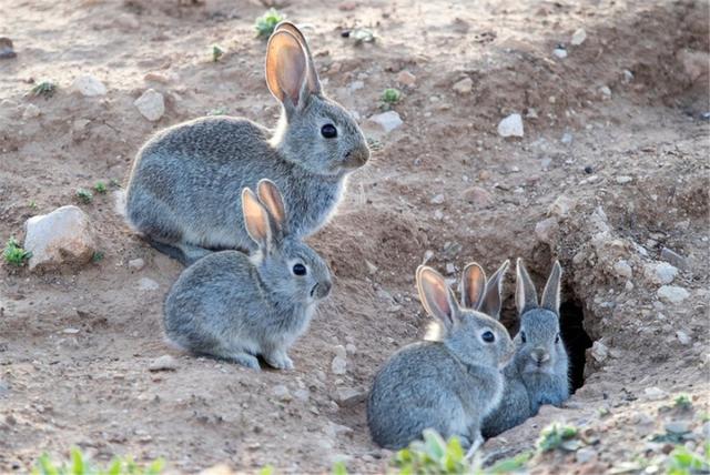 肉兔子可以活几年,兔子养几年才老(4)