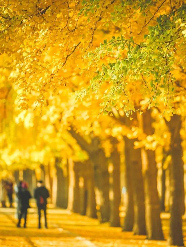 北京最大的银杏林在哪个区,北京哪里银杏树最多最美地方(1)